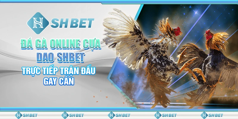 Đá Gà Online Cựa Dao SHBET - Trực Tiếp Trận Đấu Gay Cấn