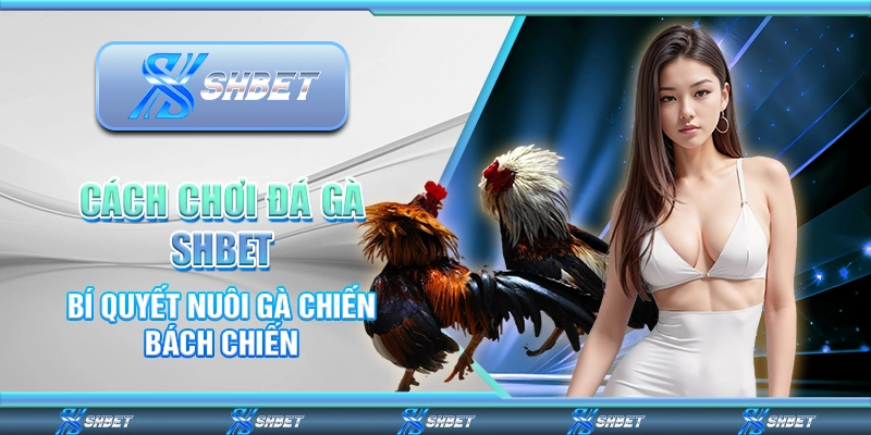 Cách Chơi Đá Gà SHBET - Bí Quyết Nuôi Gà Chiến Bách Chiến